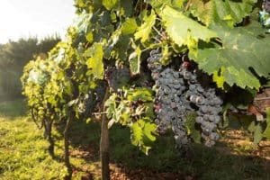 GV Grape Vines